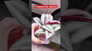 Tradescantia zebrina plant [upl. by Anoirb]