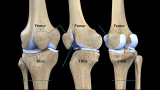 KNEE COMPLEX PART 1 TIBIOFEMORAL JOINT [upl. by Benny]