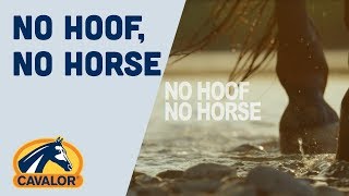 No hoof No horse [upl. by Iow]