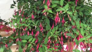 Magellanica Riccartonni Fuchsia [upl. by Elleuqram]