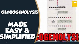 Glycogenolysis In Biochemistry  Glucagon and Glycogenolysis [upl. by Eita]