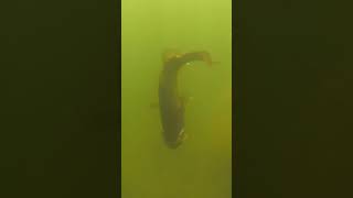 Largemouth Bass Eats Jerkbait Underwater Shorts [upl. by Ellehcir]