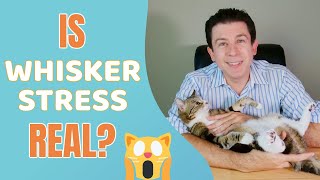 Should your cat be worried about Whisker Stress [upl. by Kenwrick]