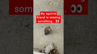 🥜 This is Tails 2 The Tailless Squirrel notail [upl. by Annaiv]