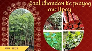 Laal Chandan Ke Upay aur Adhyatmik Mahatav  लाल चंदन का प्रयोग  Adhyatm Gyan [upl. by Harilda171]