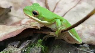 Hyla cinerea  Rana verde arborícola norteamericana  North American Green Tree Frog [upl. by Nadine]