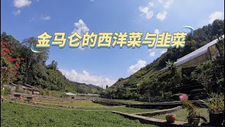 【生产者 Food Producers S2】金马仑高原的绿色奇迹：有机种植西洋菜与韭菜 [upl. by Ahern]