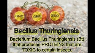 Bacillus thuringiensis GMO [upl. by Inah]