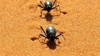 كيف تحمي نفسها من العواصف الرملية  خنفساء الصحراءHow to protect sandstorms  desert beetle [upl. by Vories]