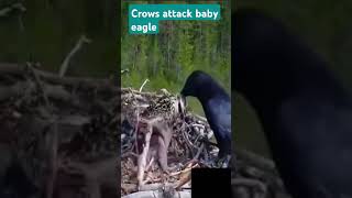 crows attack baby eagle [upl. by Anelrac]