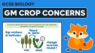 Concerns about GM Crops  GCSE Biology [upl. by Riha]