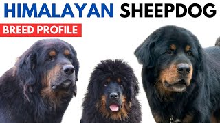 Himalayan Sheepdog Dog Breed Profile History  Price Traits  Himalayan Sheepdog Dog Grooming Needs [upl. by Ahtnammas]