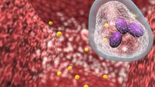 Bacterial infection and host response [upl. by Idnyc]