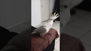 Cockatoo Bumping Not Like Us shorts kendricklamar dance viralvideo [upl. by Luaped]