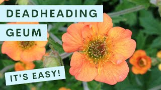 Deadheading Geum Avens — It’s Easy [upl. by Anyg]