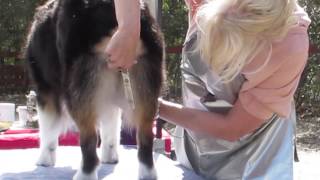 Groom you Australian Shepherds hockstail and britches [upl. by Nady848]