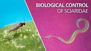 Biological control of sciarid flies  Steinernema feltiae [upl. by Macguiness]