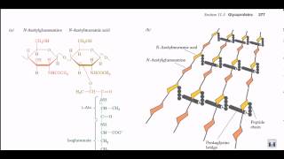 Peptidoglycan structure and biosynthesis [upl. by Paquito]