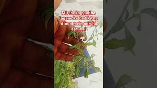 Mirchi ka podha lagne ke bad mirchikikheti amazingfacts experiment greenchili interestingstuff [upl. by Cheng246]