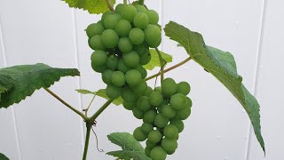 WhiteGreen grape surprise in August❗❗ [upl. by Pylle]