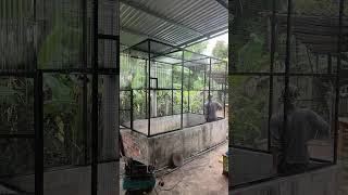 Avi nuôi chim  Aviary raises birds t50 shorts [upl. by Nitsirt817]