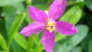 Talinum paniculatum Dalda Saag Eatable Plant [upl. by Tdnarb]