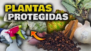 DOS en UNO APLICA este FUNGICIDA e INSECTICIDA CASERO para Plantas y ELIMINA Hongos y Plagas HOY [upl. by Trescha]