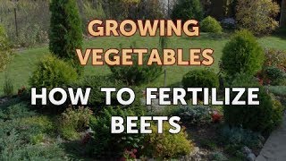 How to Fertilize Beets [upl. by Assetan985]