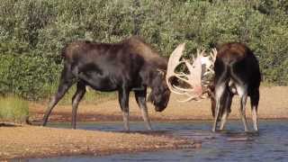 BIG BULL MOOSE RUT  September 2013Wildlife PhotographyJackson HoleGrand Teton ParkYellowstone [upl. by Nadler]