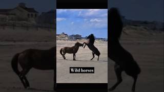 Wild horses being wild 🤯horse animals wild nature fight survival farm viralshorts fyp [upl. by Trinatte]