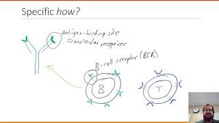 Specific Immune Response [upl. by Leticia732]