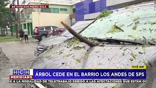 Árbol cede en Barrio los Andes en SPS [upl. by Balch]