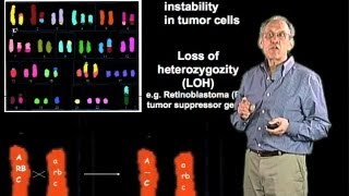 Chromosomal alterations in cancer cells  Jim Haber Brandeis [upl. by Alphonsine]