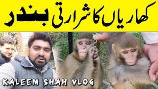 Kharian City Gujrat Main Shararti Bandar Kay Sat Vlog Video [upl. by Otiv195]