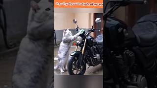 أغرب المواقف والحركات للقطط والحيوانات ج ٤١💯💥🎉🐈🐕 [upl. by Alvy542]