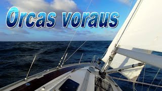 Segeln  Orcas voraus⛵❄️ 109 [upl. by Esinej]