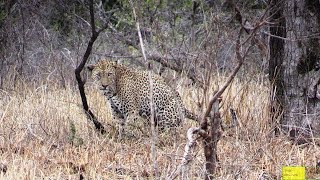 Watch Leopard Bury Poop Just Like House Cat [upl. by Tcideneb421]