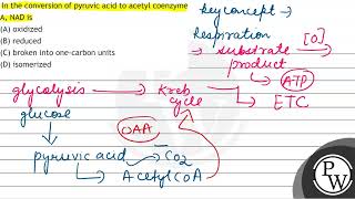 In the conversion of pyruvic acid to acetyl coenzyme A NAD is A [upl. by Tjader319]