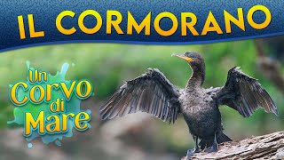 Il Cormorano un corvo di mare ► Puntata 122 [upl. by Yednarb]