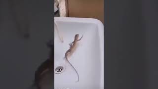 Cute baby and dancing lizard 🦎😱🤣❤️🌈✅👧🏻🚀 [upl. by Jobie]