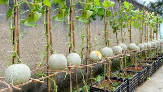 How I Created a Dream Melon Garden No Garden Required Yields Lots of Fruit [upl. by Ayita347]