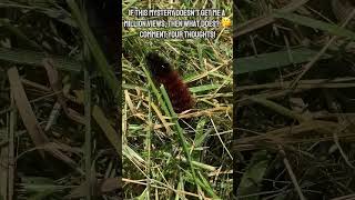 Myth or Fact Woolly Bear Caterpillar Predicts This Winters Length WoollyBear Caterpillar [upl. by Oiuqise]