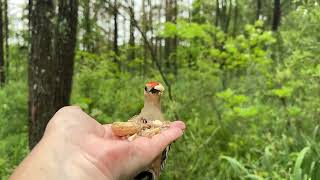 Handfeeding Birds in Slow Mo  Blue Jay Redbellied Woodpecker [upl. by Eisaj]