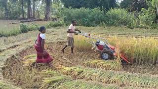 Paddy Cutter Machine At Gatamaha K Nuagaon Kandhamal [upl. by Adneram112]