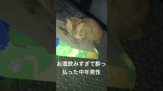 お酒飲みすぎた酔っ払いみたいな猫 [upl. by Rudolf]