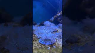 The Unbelievable Upside Down Jellyfish Party [upl. by Chaudoin530]