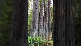 Video of Gualala River Redwood Park CA from Tanya R [upl. by Leanahtan]