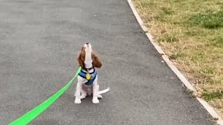 Cute Cavalier King Charles Spaniel Barking and Howling  Ruby Cavalier Howl [upl. by Norre]