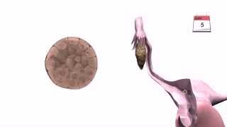 General Embryology  Detailed Animation On Implantation [upl. by Niggem695]