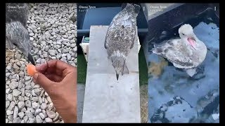 Oiseau tyson Au soin pour le bébé mouette 😍😍 [upl. by Aimaj]